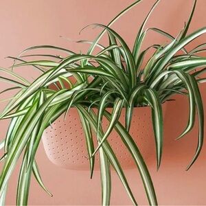 6 Pack Wallygro Eco Rose Wall Planter